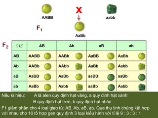 QUY LUẬT PHÂN LI ĐỘC LẬPTừ kết quả nghiên cứu ở nhiều phép lai khác nhau và áp dụng các quy luật xác suất để xử lí số liệu, Menđen nhận ra rằng:Các cặp nhân tố di truyền quy định các tính trạng khác nhau phân li độc lập trong quá trình hình thành giao tử.