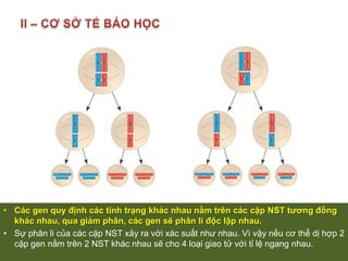 Nếu kí hiệu:	 A là alen quy định hạt vàng, a quy định hạt xanh	B quy định hạt trơn, b quy định hạt nhănF1 giảm phân cho 4 loại giao tử: AB, Ab, aB, ab. Qua thụ tinh chúng kết hợp với nhau cho 16 tổ hợp gen quy định 3 loại kiểu hình với tỉ lệ 9 : 3 : 3 : 1F1F2