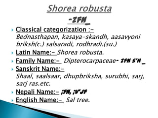  Classical categorization :-
Bednasthapan, kasaya-skandh, aasavyoni
briksh(c.) salsaradi, rodhradi.(su.)
 Latin Name:- Shorea robusta.
 Family Name:- Dipterocarpaceae- zfn s'n _
 Sanskrit Name:-
Shaal, saalsaar, dhupbriksha, surubhi, sarj,
sarj ras.etc.
 Nepali Name:- ;fn, ;v'jf
 English Name:- Sal tree.
 