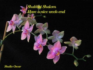 Shabbat Shalom Have a nice week-end Studio Oscar 