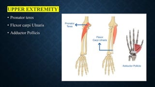 UPPER EXTREMITY :
• Pronator teres
• Flexor carpi Ulnaris
• Adductor Pollicis
 