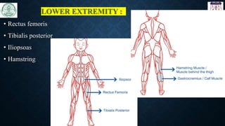 LOWER EXTREMITY :
• Rectus femoris
• Tibialis posterior
• Iliopsoas
• Hamstring
 