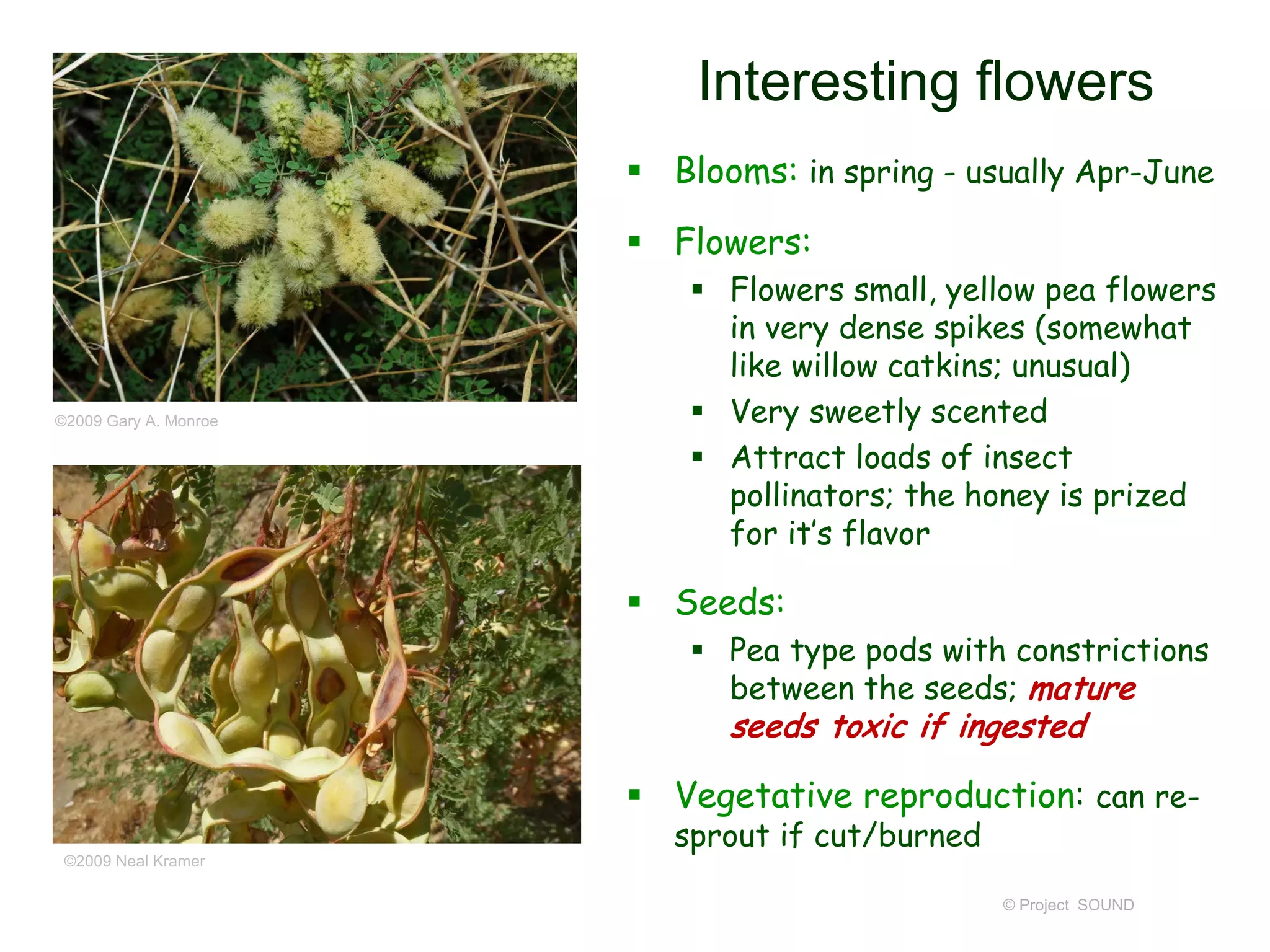 © Project SOUND
Interesting flowers
 Blooms: in spring - usually Apr-June
 Flowers:
 Flowers small, yellow pea flowers
in very dense spikes (somewhat
like willow catkins; unusual)
 Very sweetly scented
 Attract loads of insect
pollinators; the honey is prized
for it’s flavor
 Seeds:
 Pea type pods with constrictions
between the seeds; mature
seeds toxic if ingested
 Vegetative reproduction: can re-
sprout if cut/burned
©2009 Gary A. Monroe
©2009 Neal Kramer
 