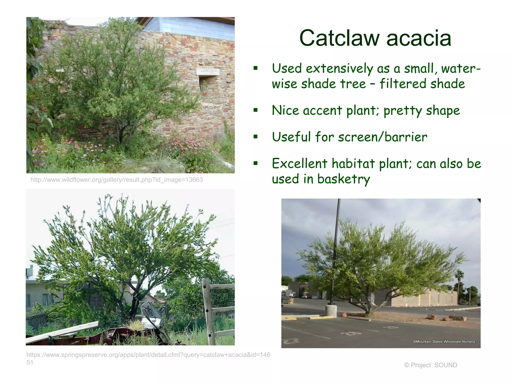 © Project SOUND
Catclaw acacia
 Used extensively as a small, water-
wise shade tree – filtered shade
 Nice accent plant; pretty shape
 Useful for screen/barrier
 Excellent habitat plant; can also be
used in basketry
https://www.springspreserve.org/apps/plant/detail.cfml?query=catclaw+acacia&id=146
51
http://www.wildflower.org/gallery/result.php?id_image=13663
 