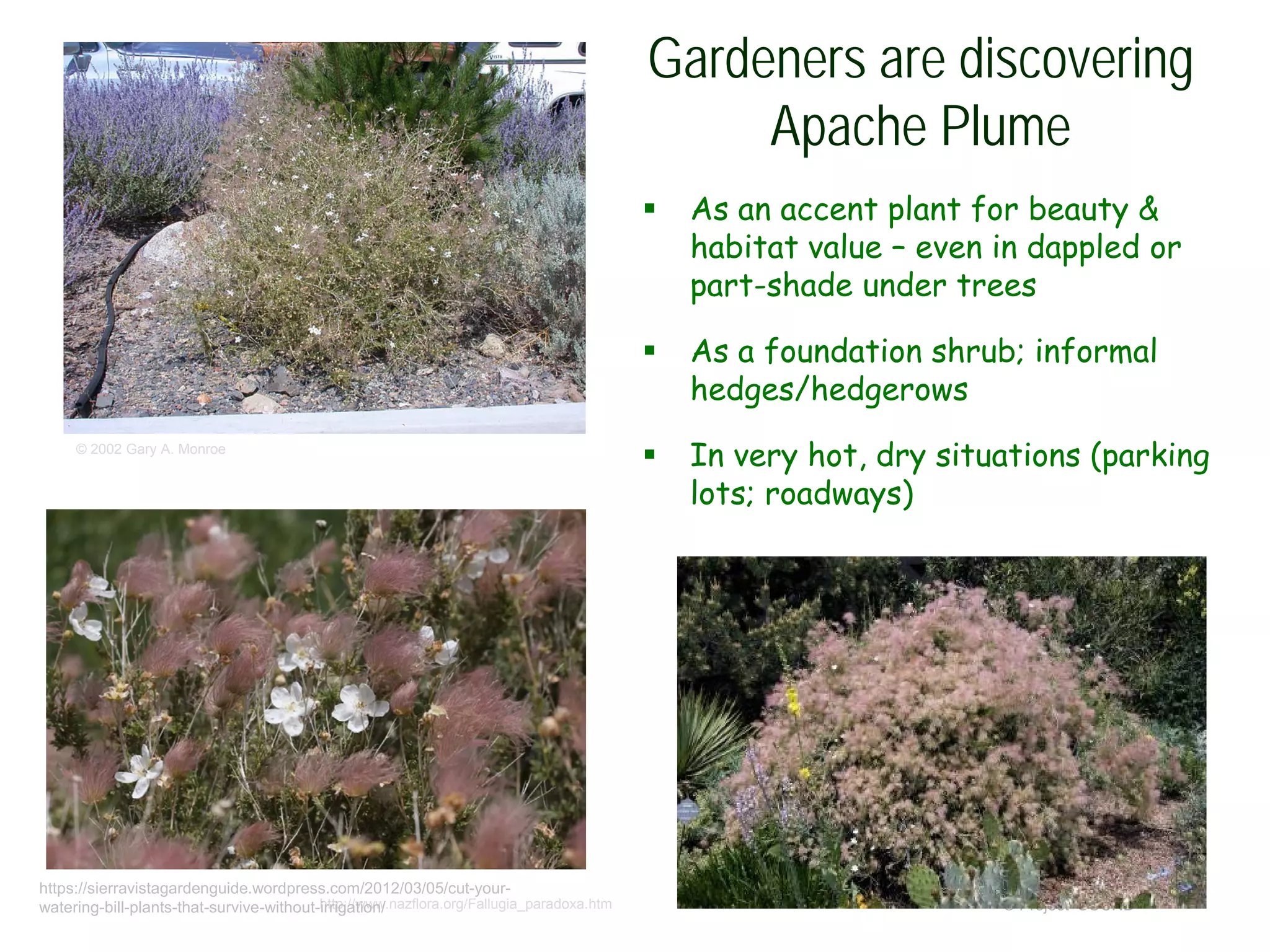 © Project SOUND
Gardeners are discovering
Apache Plume
© 2002 Gary A. Monroe
http://www.laspilitas.com/nature-of-california/plants/fallugia-paradoxa
http://www.nazflora.org/Fallugia_paradoxa.htm
 As an accent plant for beauty &
habitat value – even in dappled or
part-shade under trees
 As a foundation shrub; informal
hedges/hedgerows
 In very hot, dry situations (parking
lots; roadways)
https://sierravistagardenguide.wordpress.com/2012/03/05/cut-your-
watering-bill-plants-that-survive-without-irrigation/
 