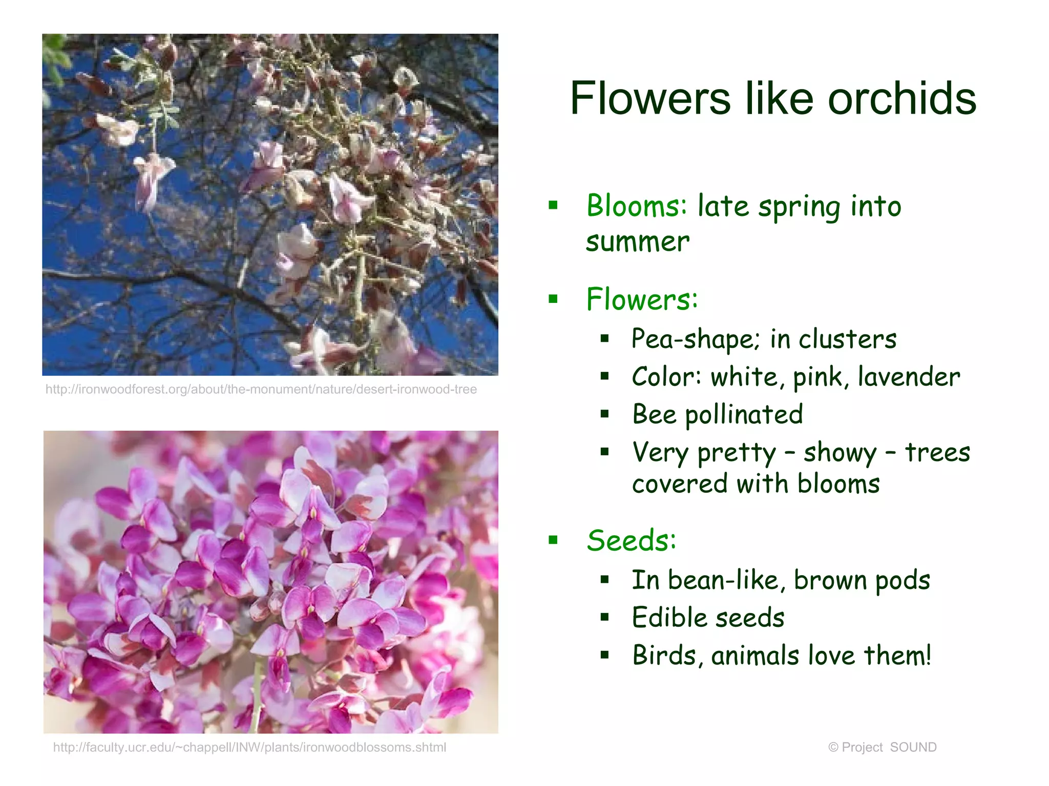 © Project SOUND
Flowers like orchids
 Blooms: late spring into
summer
 Flowers:
 Pea-shape; in clusters
 Color: white, pink, lavender
 Bee pollinated
 Very pretty – showy – trees
covered with blooms
 Seeds:
 In bean-like, brown pods
 Edible seeds
 Birds, animals love them!
http://faculty.ucr.edu/~chappell/INW/plants/ironwoodblossoms.shtml
http://ironwoodforest.org/about/the-monument/nature/desert-ironwood-tree
 