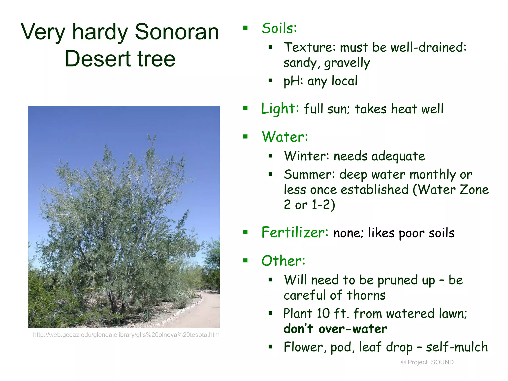 © Project SOUND
Very hardy Sonoran
Desert tree
 Soils:
 Texture: must be well-drained:
sandy, gravelly
 pH: any local
 Light: full sun; takes heat well
 Water:
 Winter: needs adequate
 Summer: deep water monthly or
less once established (Water Zone
2 or 1-2)
 Fertilizer: none; likes poor soils
 Other:
 Will need to be pruned up – be
careful of thorns
 Plant 10 ft. from watered lawn;
don’t over-water
 Flower, pod, leaf drop – self-mulch
http://web.gccaz.edu/glendalelibrary/glis%20olneya%20tesota.htm
 