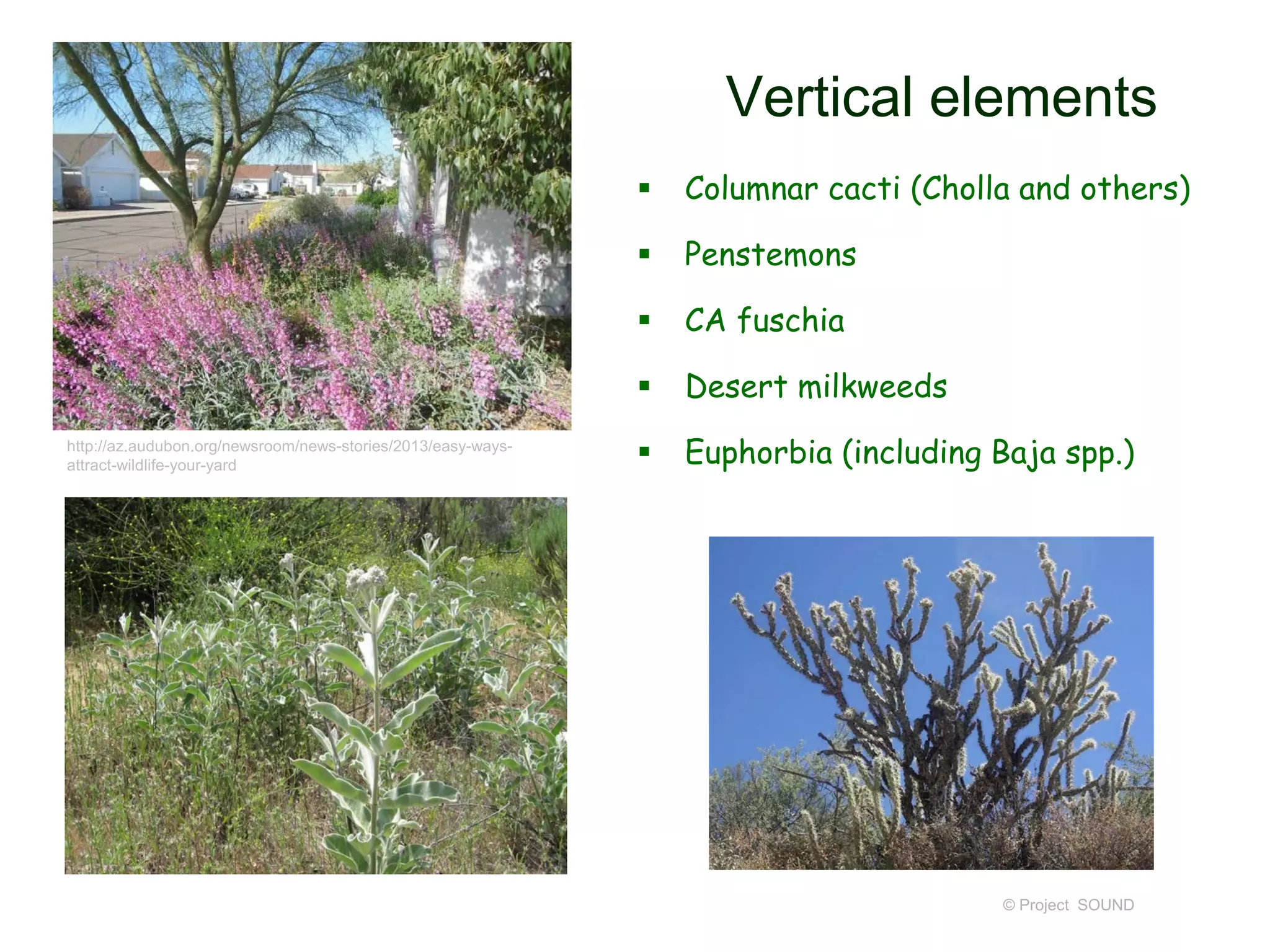 Vertical elements
 Columnar cacti (Cholla and others)
 Penstemons
 CA fuschia
 Desert milkweeds
 Euphorbia (including Baja spp.)
© Project SOUND
http://az.audubon.org/newsroom/news-stories/2013/easy-ways-
attract-wildlife-your-yard
 