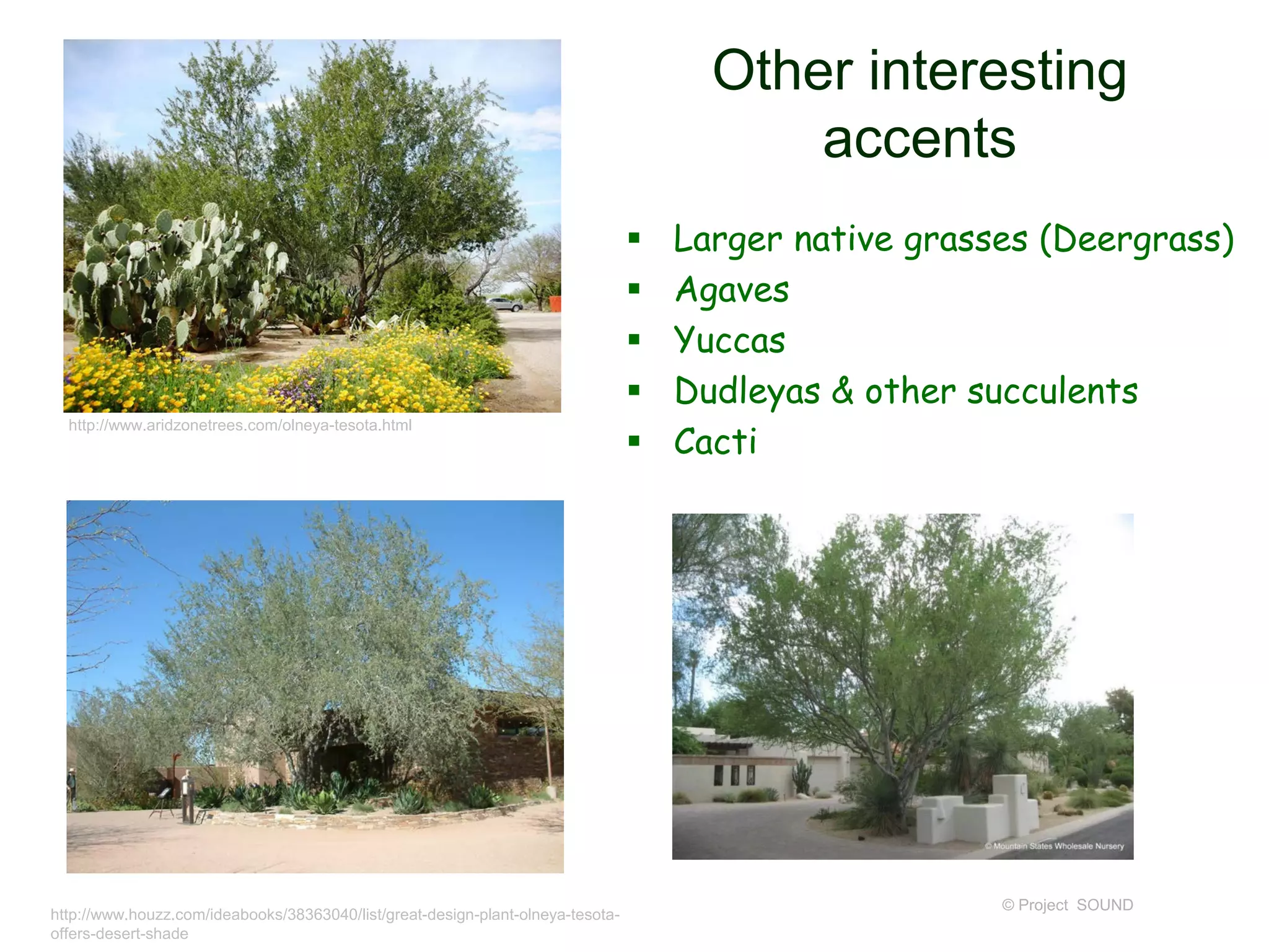 Other interesting
accents
 Larger native grasses (Deergrass)
 Agaves
 Yuccas
 Dudleyas & other succulents
 Cacti
© Project SOUND
http://www.aridzonetrees.com/olneya-tesota.html
http://www.houzz.com/ideabooks/38363040/list/great-design-plant-olneya-tesota-
offers-desert-shade
 