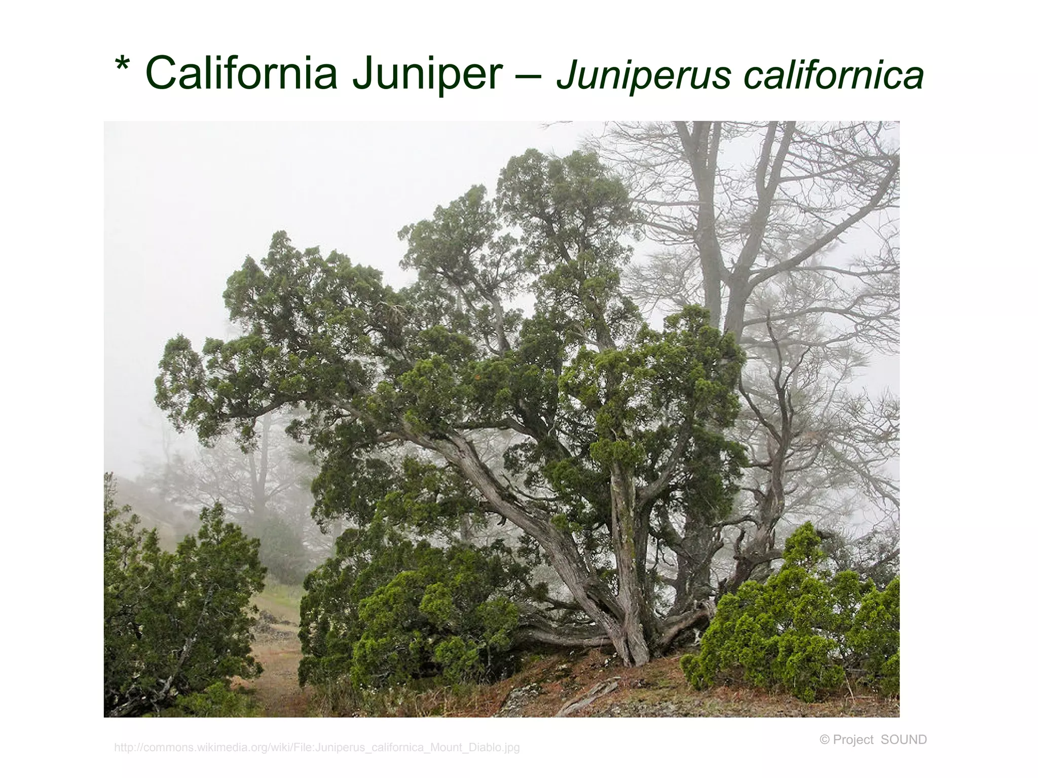 © Project SOUND
* California Juniper – Juniperus californica
http://commons.wikimedia.org/wiki/File:Juniperus_californica_Mount_Diablo.jpg
 