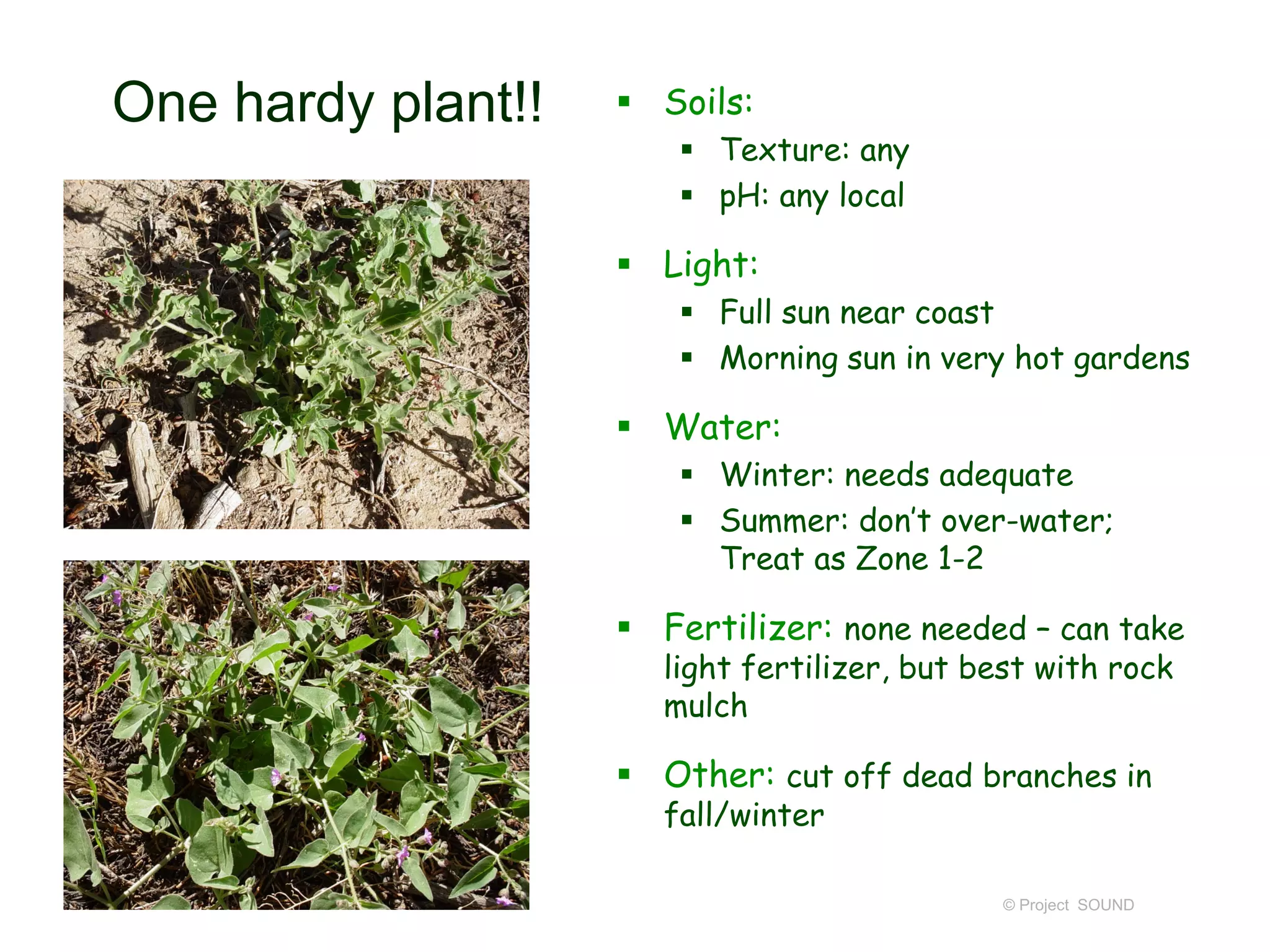 © Project SOUND
One hardy plant!!  Soils:
 Texture: any
 pH: any local
 Light:
 Full sun near coast
 Morning sun in very hot gardens
 Water:
 Winter: needs adequate
 Summer: don’t over-water;
Treat as Zone 1-2
 Fertilizer: none needed – can take
light fertilizer, but best with rock
mulch
 Other: cut off dead branches in
fall/winter
 