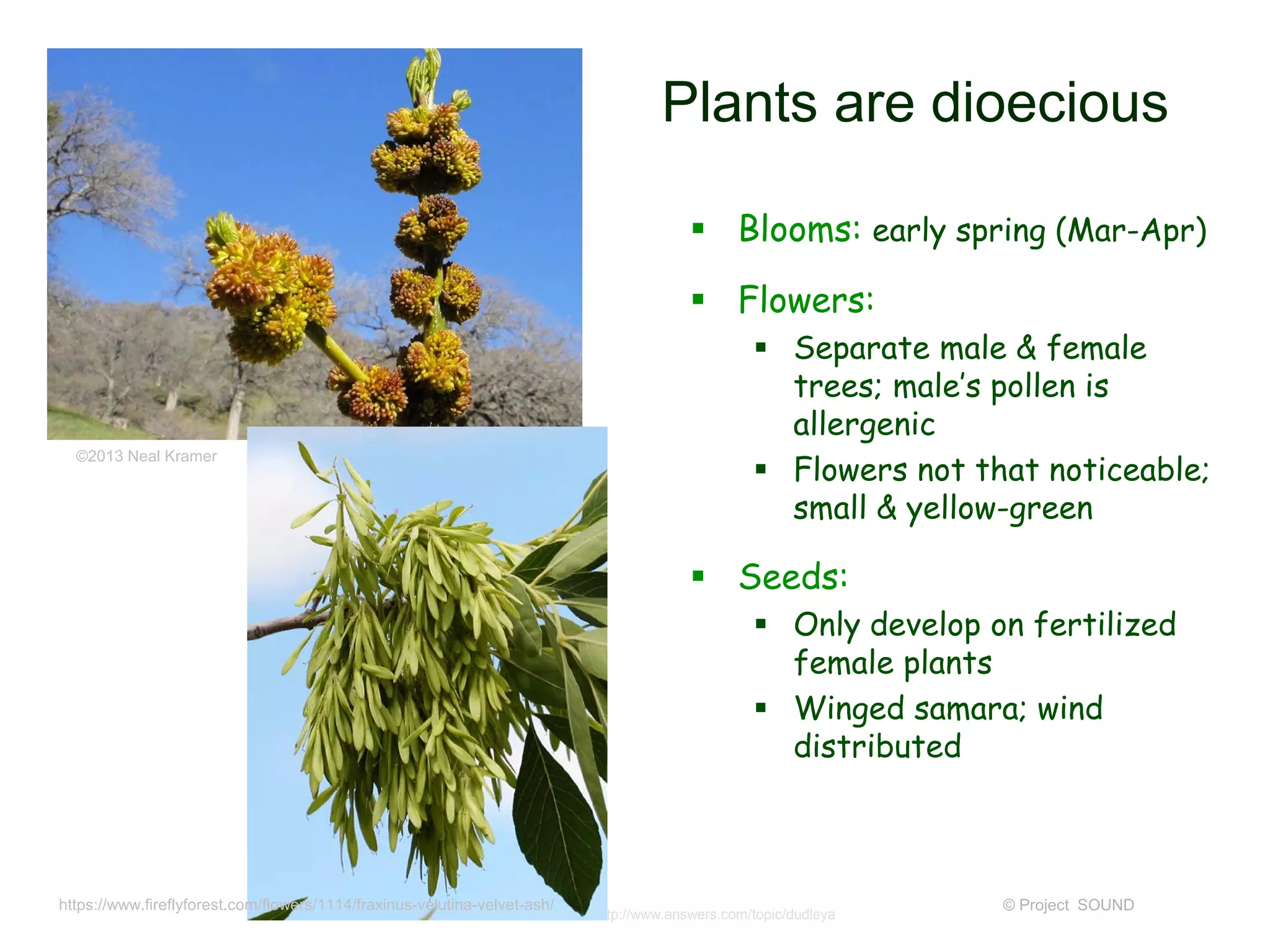 © Project SOUND
Plants are dioecious
 Blooms: early spring (Mar-Apr)
 Flowers:
 Separate male & female
trees; male’s pollen is
allergenic
 Flowers not that noticeable;
small & yellow-green
 Seeds:
 Only develop on fertilized
female plants
 Winged samara; wind
distributed
http://www.answers.com/topic/dudleya
©2013 Neal Kramer
https://www.fireflyforest.com/flowers/1114/fraxinus-velutina-velvet-ash/
 
