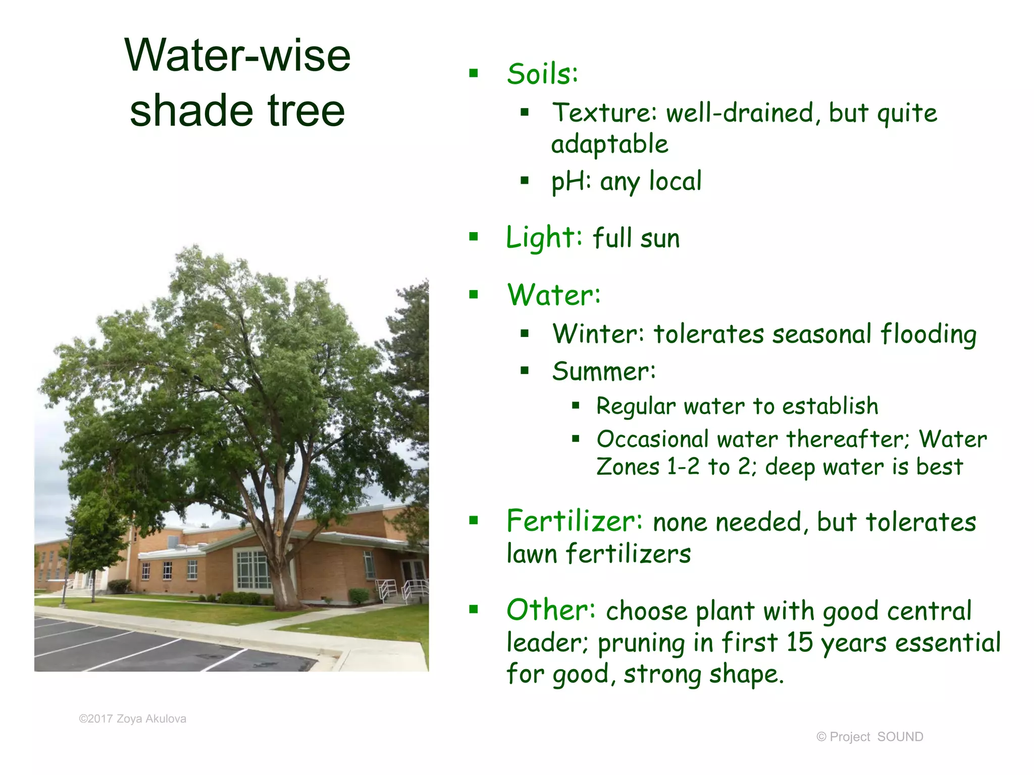 © Project SOUND
Water-wise
shade tree
 Soils:
 Texture: well-drained, but quite
adaptable
 pH: any local
 Light: full sun
 Water:
 Winter: tolerates seasonal flooding
 Summer:
 Regular water to establish
 Occasional water thereafter; Water
Zones 1-2 to 2; deep water is best
 Fertilizer: none needed, but tolerates
lawn fertilizers
 Other: choose plant with good central
leader; pruning in first 15 years essential
for good, strong shape.
©2017 Zoya Akulova
 
