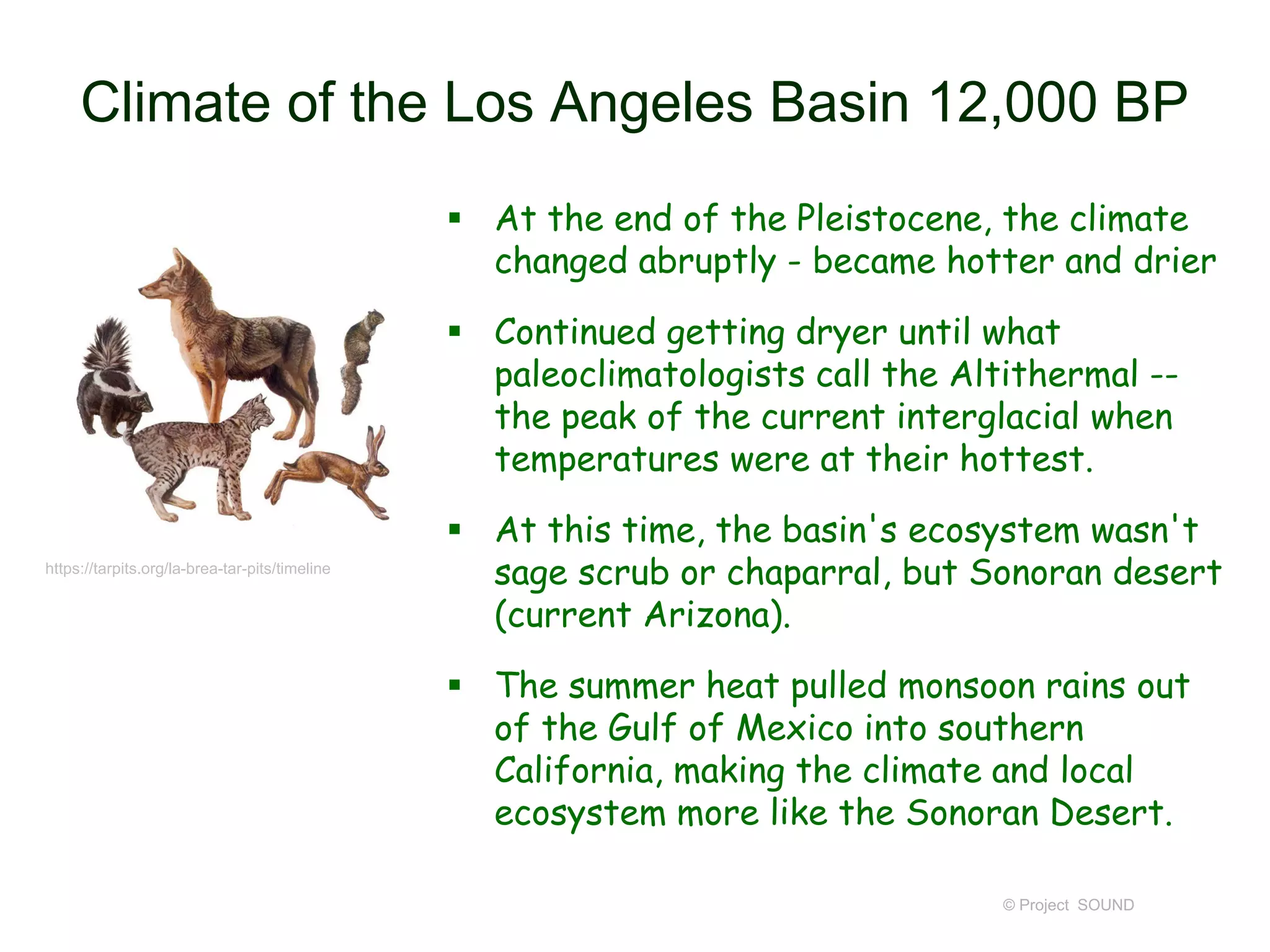Climate of the Los Angeles Basin 12,000 BP
 At the end of the Pleistocene, the climate
changed abruptly - became hotter and drier
 Continued getting dryer until what
paleoclimatologists call the Altithermal --
the peak of the current interglacial when
temperatures were at their hottest.
 At this time, the basin's ecosystem wasn't
sage scrub or chaparral, but Sonoran desert
(current Arizona).
 The summer heat pulled monsoon rains out
of the Gulf of Mexico into southern
California, making the climate and local
ecosystem more like the Sonoran Desert.
© Project SOUND
https://tarpits.org/la-brea-tar-pits/timeline
 