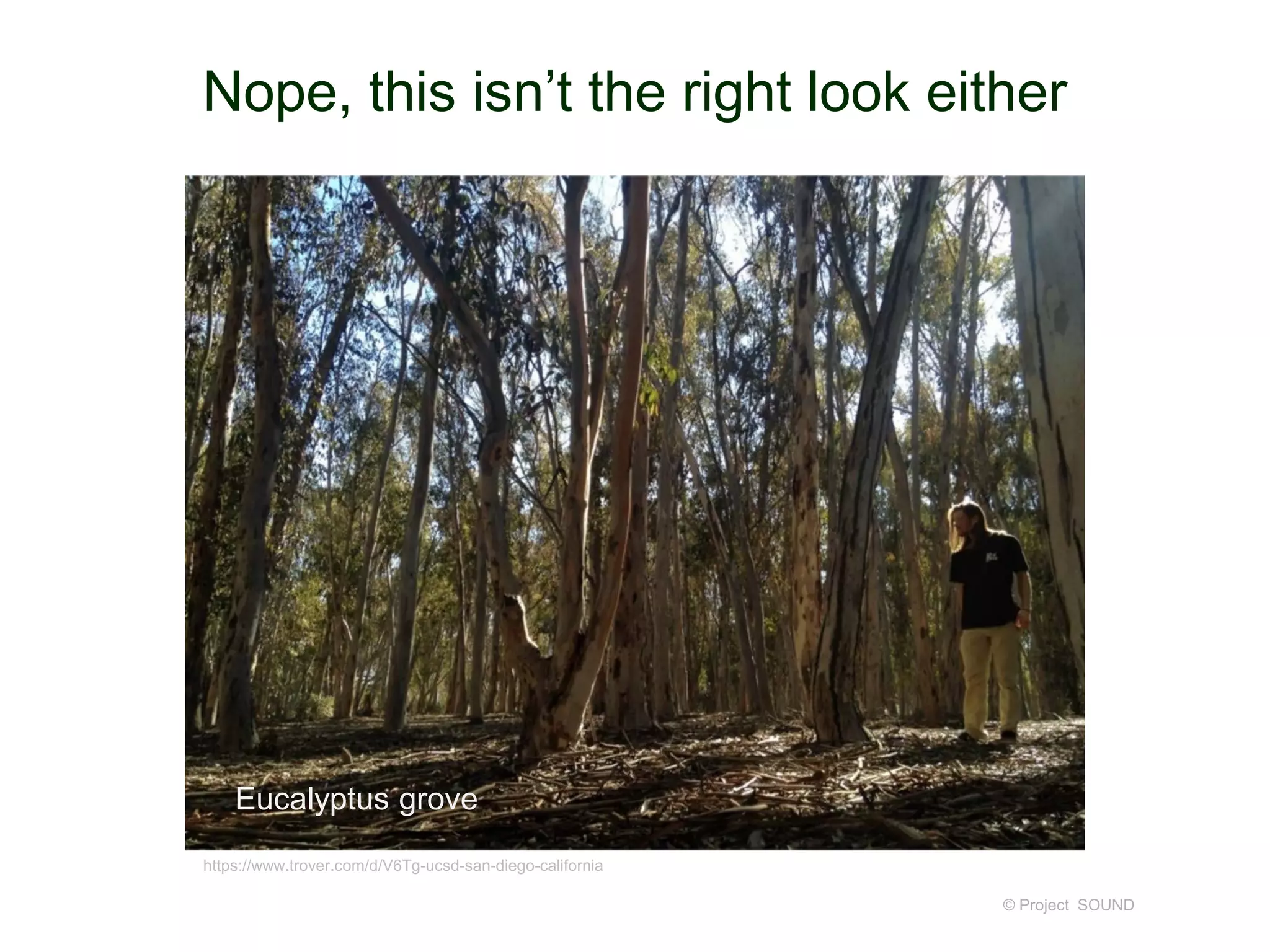 Nope, this isn’t the right look either
© Project SOUND
Eucalyptus grove
https://www.trover.com/d/V6Tg-ucsd-san-diego-california
 