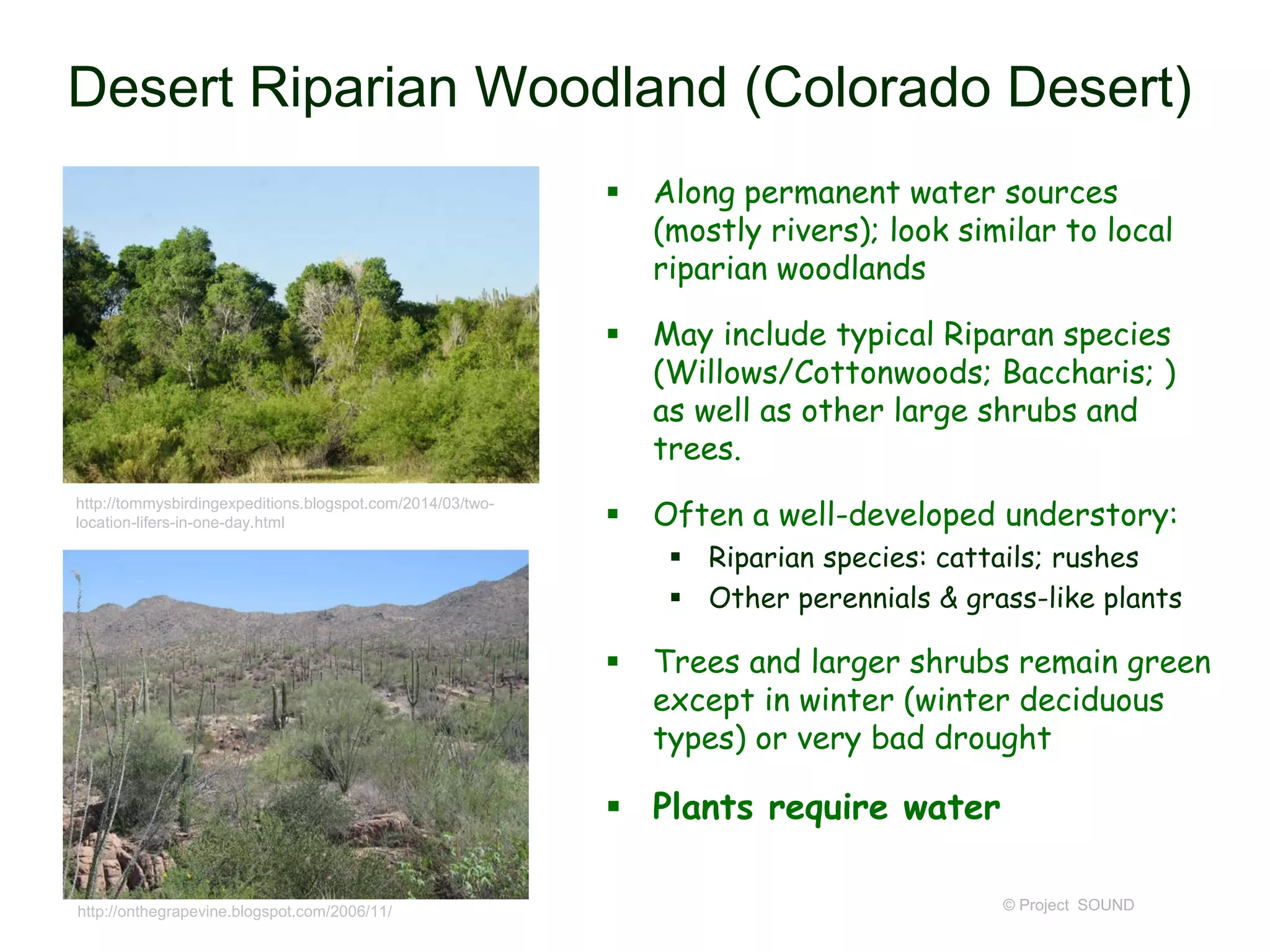 Desert Riparian Woodland (Colorado Desert)
 Along permanent water sources
(mostly rivers); look similar to local
riparian woodlands
 May include typical Riparan species
(Willows/Cottonwoods; Baccharis; )
as well as other large shrubs and
trees.
 Often a well-developed understory:
 Riparian species: cattails; rushes
 Other perennials & grass-like plants
 Trees and larger shrubs remain green
except in winter (winter deciduous
types) or very bad drought
 Plants require water
© Project SOUND
http://tommysbirdingexpeditions.blogspot.com/2014/03/two-
location-lifers-in-one-day.html
http://onthegrapevine.blogspot.com/2006/11/
 