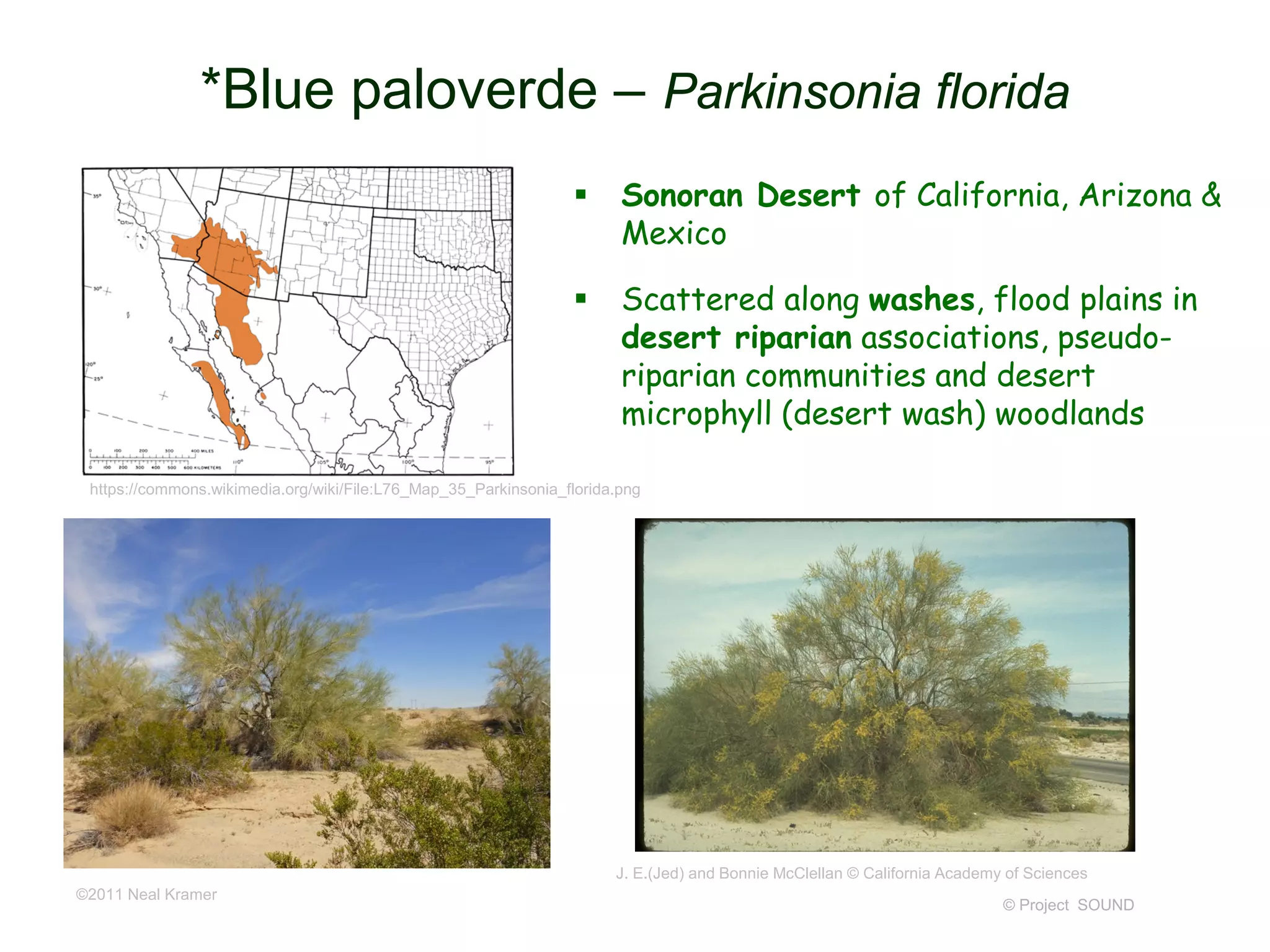  Sonoran Desert of California, Arizona &
Mexico
 Scattered along washes, flood plains in
desert riparian associations, pseudo-
riparian communities and desert
microphyll (desert wash) woodlands
© Project SOUND
*Blue paloverde – Parkinsonia florida
J. E.(Jed) and Bonnie McClellan © California Academy of Sciences
©2011 Neal Kramer
https://commons.wikimedia.org/wiki/File:L76_Map_35_Parkinsonia_florida.png
 