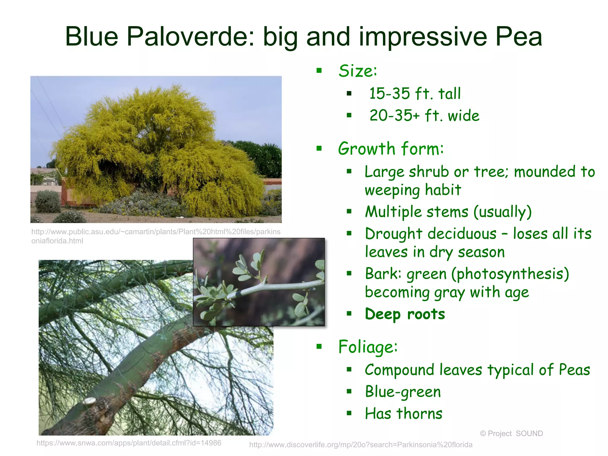 © Project SOUND
Blue Paloverde: big and impressive Pea
 Size:
 15-35 ft. tall
 20-35+ ft. wide
 Growth form:
 Large shrub or tree; mounded to
weeping habit
 Multiple stems (usually)
 Drought deciduous – loses all its
leaves in dry season
 Bark: green (photosynthesis)
becoming gray with age
 Deep roots
 Foliage:
 Compound leaves typical of Peas
 Blue-green
 Has thorns
http://www.public.asu.edu/~camartin/plants/Plant%20html%20files/parkins
oniaflorida.html
https://www.snwa.com/apps/plant/detail.cfml?id=14986 http://www.discoverlife.org/mp/20o?search=Parkinsonia%20florida
 