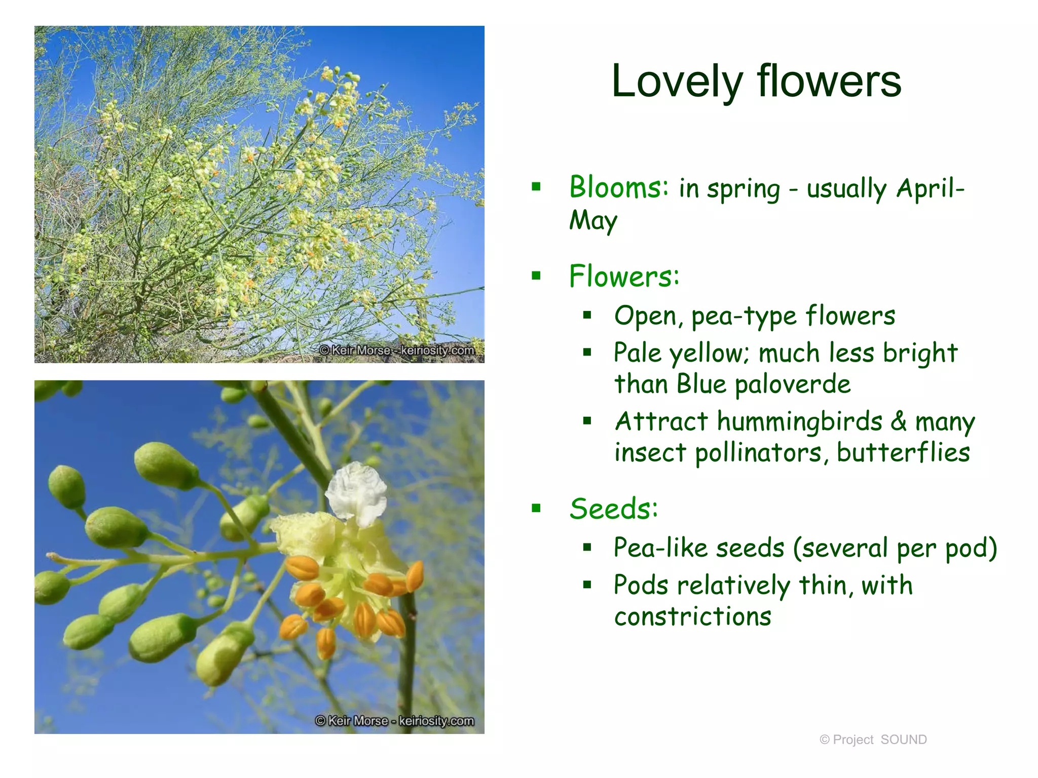 © Project SOUND
Lovely flowers
 Blooms: in spring - usually April-
May
 Flowers:
 Open, pea-type flowers
 Pale yellow; much less bright
than Blue paloverde
 Attract hummingbirds & many
insect pollinators, butterflies
 Seeds:
 Pea-like seeds (several per pod)
 Pods relatively thin, with
constrictions
 