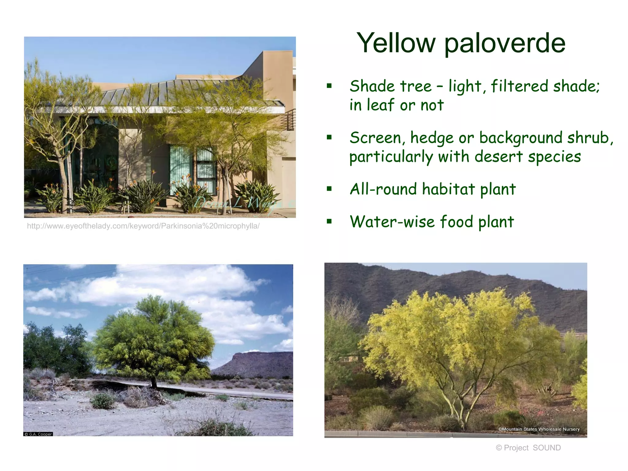 © Project SOUND
Yellow paloverde
 Shade tree – light, filtered shade;
in leaf or not
 Screen, hedge or background shrub,
particularly with desert species
 All-round habitat plant
 Water-wise food planthttp://www.eyeofthelady.com/keyword/Parkinsonia%20microphylla/
 