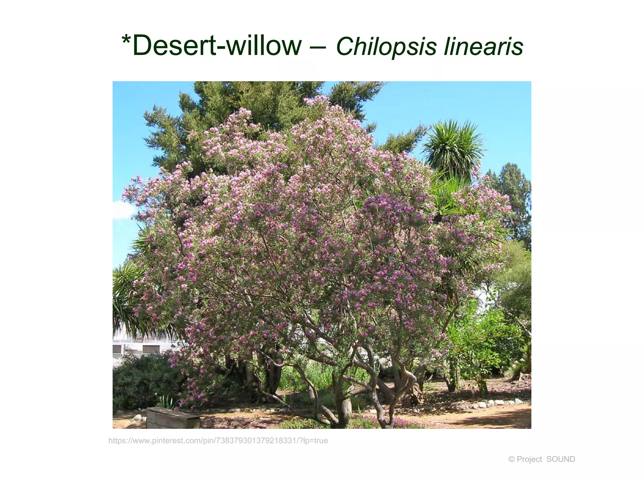 © Project SOUND
*Desert-willow – Chilopsis linearis
https://www.pinterest.com/pin/738379301379218331/?lp=true
 