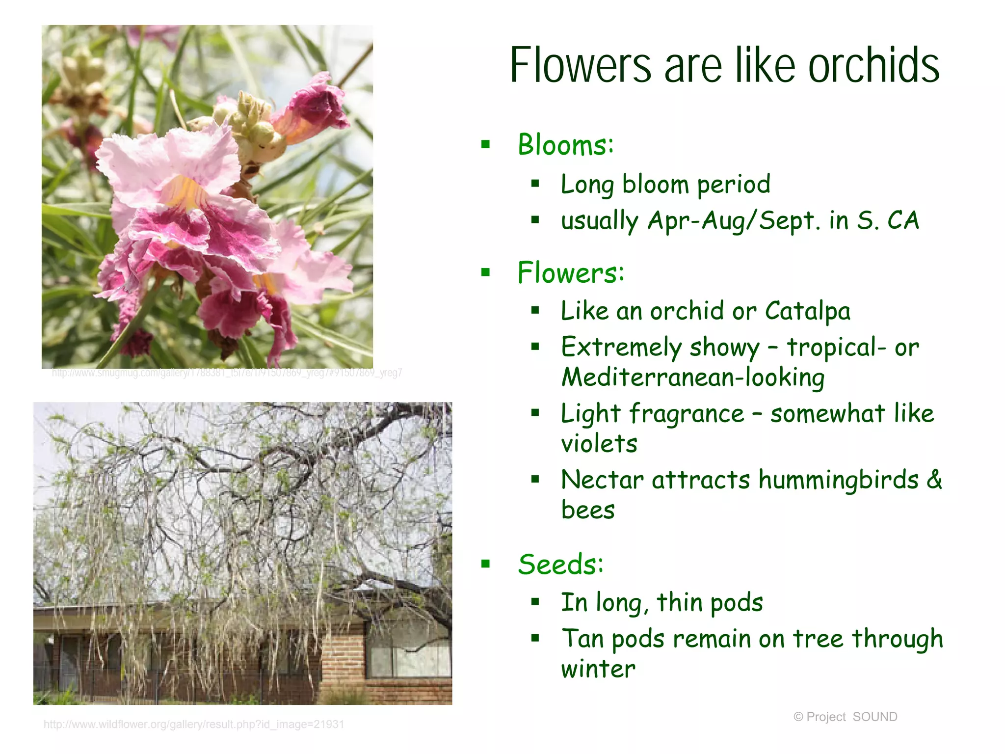 © Project SOUND
Flowers are like orchids
 Blooms:
 Long bloom period
 usually Apr-Aug/Sept. in S. CA
 Flowers:
 Like an orchid or Catalpa
 Extremely showy – tropical- or
Mediterranean-looking
 Light fragrance – somewhat like
violets
 Nectar attracts hummingbirds &
bees
 Seeds:
 In long, thin pods
 Tan pods remain on tree through
winter
http://www.wildflower.org/gallery/result.php?id_image=21931
http://www.smugmug.com/gallery/1788381_t5i7e/1/91507869_yreg7#91507869_yreg7
 