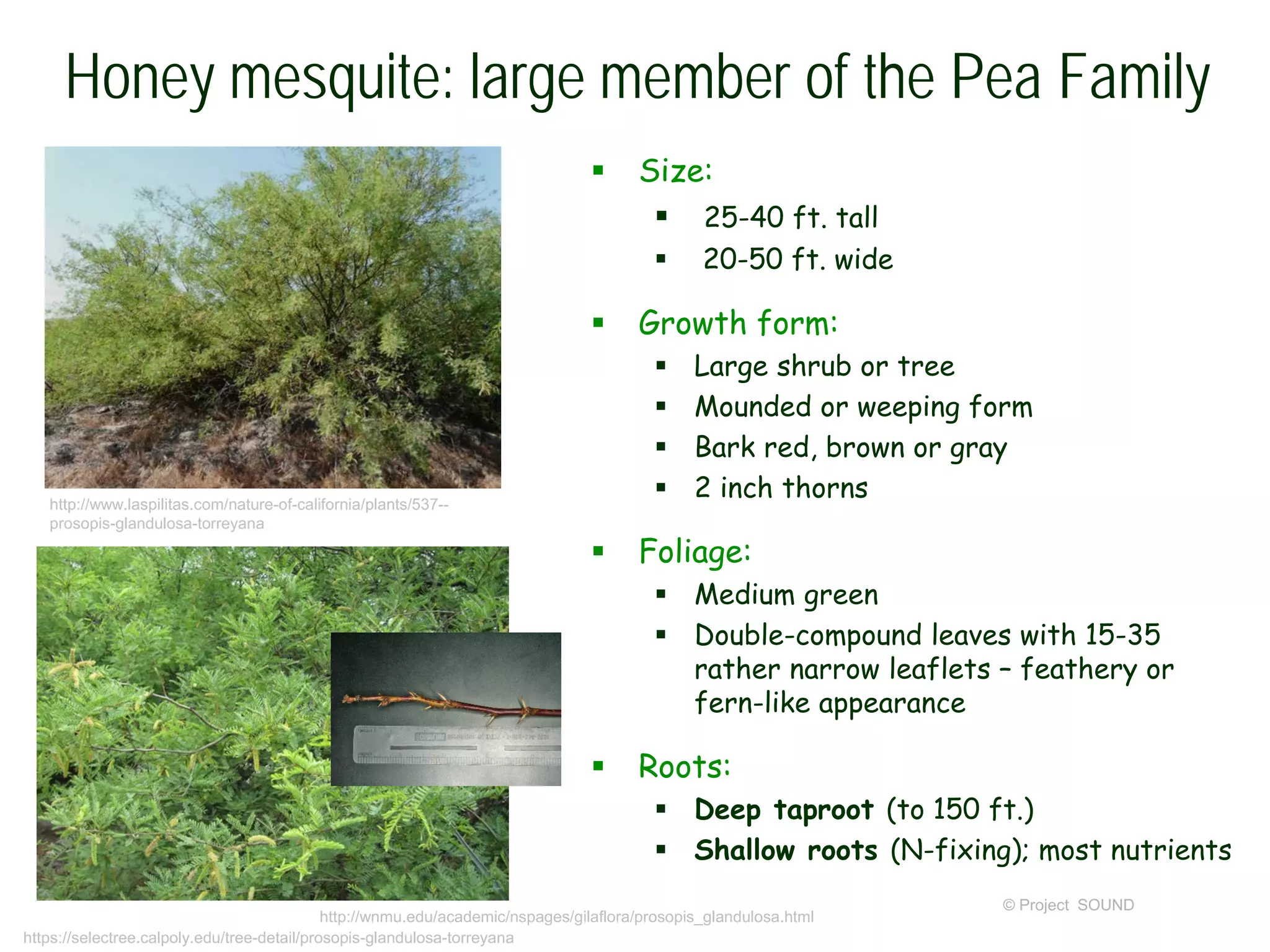 © Project SOUND
Honey mesquite: large member of the Pea Family
 Size:
 25-40 ft. tall
 20-50 ft. wide
 Growth form:
 Large shrub or tree
 Mounded or weeping form
 Bark red, brown or gray
 2 inch thorns
 Foliage:
 Medium green
 Double-compound leaves with 15-35
rather narrow leaflets – feathery or
fern-like appearance
 Roots:
 Deep taproot (to 150 ft.)
 Shallow roots (N-fixing); most nutrients
http://wnmu.edu/academic/nspages/gilaflora/prosopis_glandulosa.html
http://www.laspilitas.com/nature-of-california/plants/537--
prosopis-glandulosa-torreyana
https://selectree.calpoly.edu/tree-detail/prosopis-glandulosa-torreyana
 
