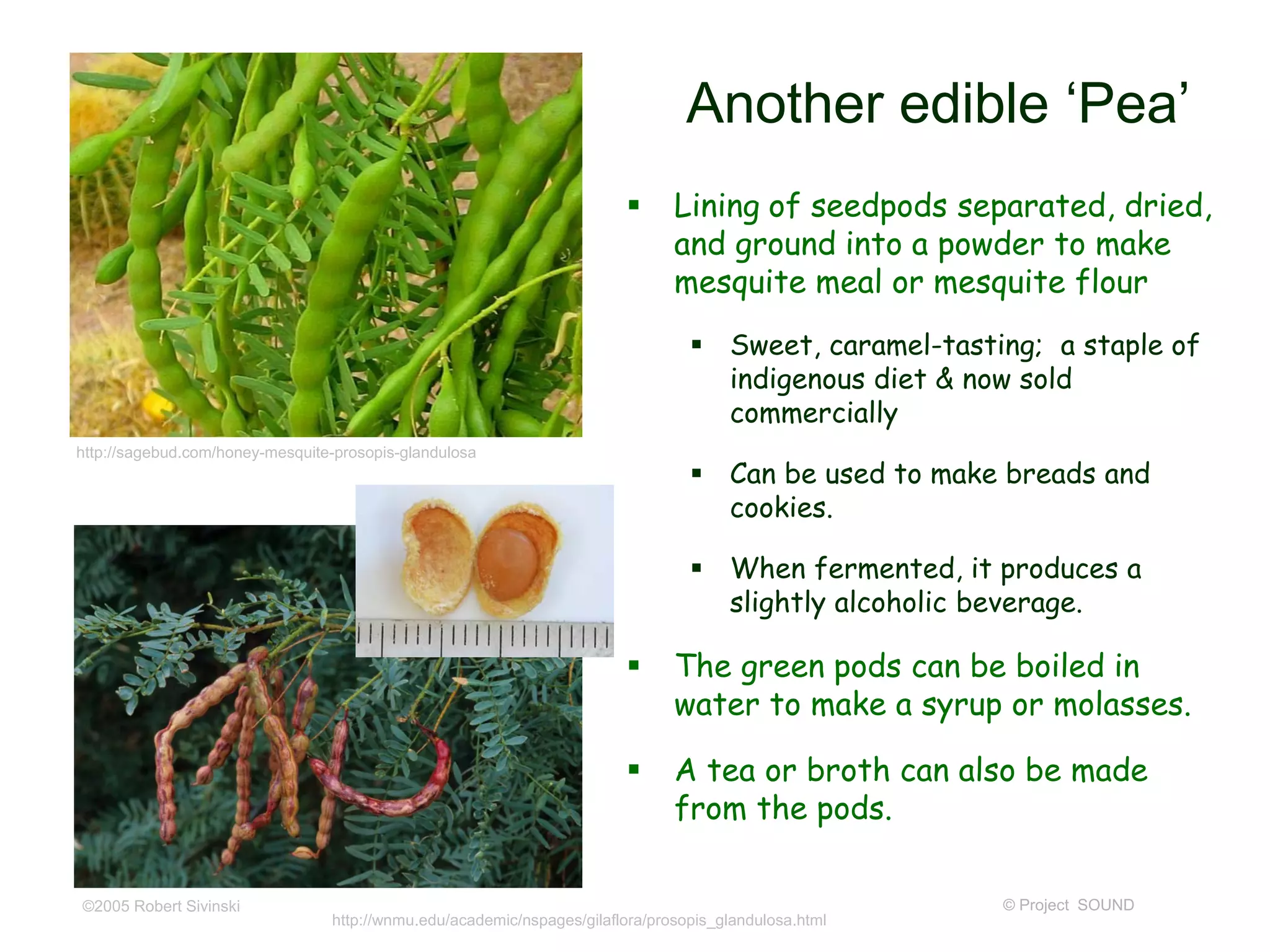 Another edible ‘Pea’
 Lining of seedpods separated, dried,
and ground into a powder to make
mesquite meal or mesquite flour
 Sweet, caramel-tasting; a staple of
indigenous diet & now sold
commercially
 Can be used to make breads and
cookies.
 When fermented, it produces a
slightly alcoholic beverage.
 The green pods can be boiled in
water to make a syrup or molasses.
 A tea or broth can also be made
from the pods.
© Project SOUND©2005 Robert Sivinski
http://sagebud.com/honey-mesquite-prosopis-glandulosa
http://wnmu.edu/academic/nspages/gilaflora/prosopis_glandulosa.html
 