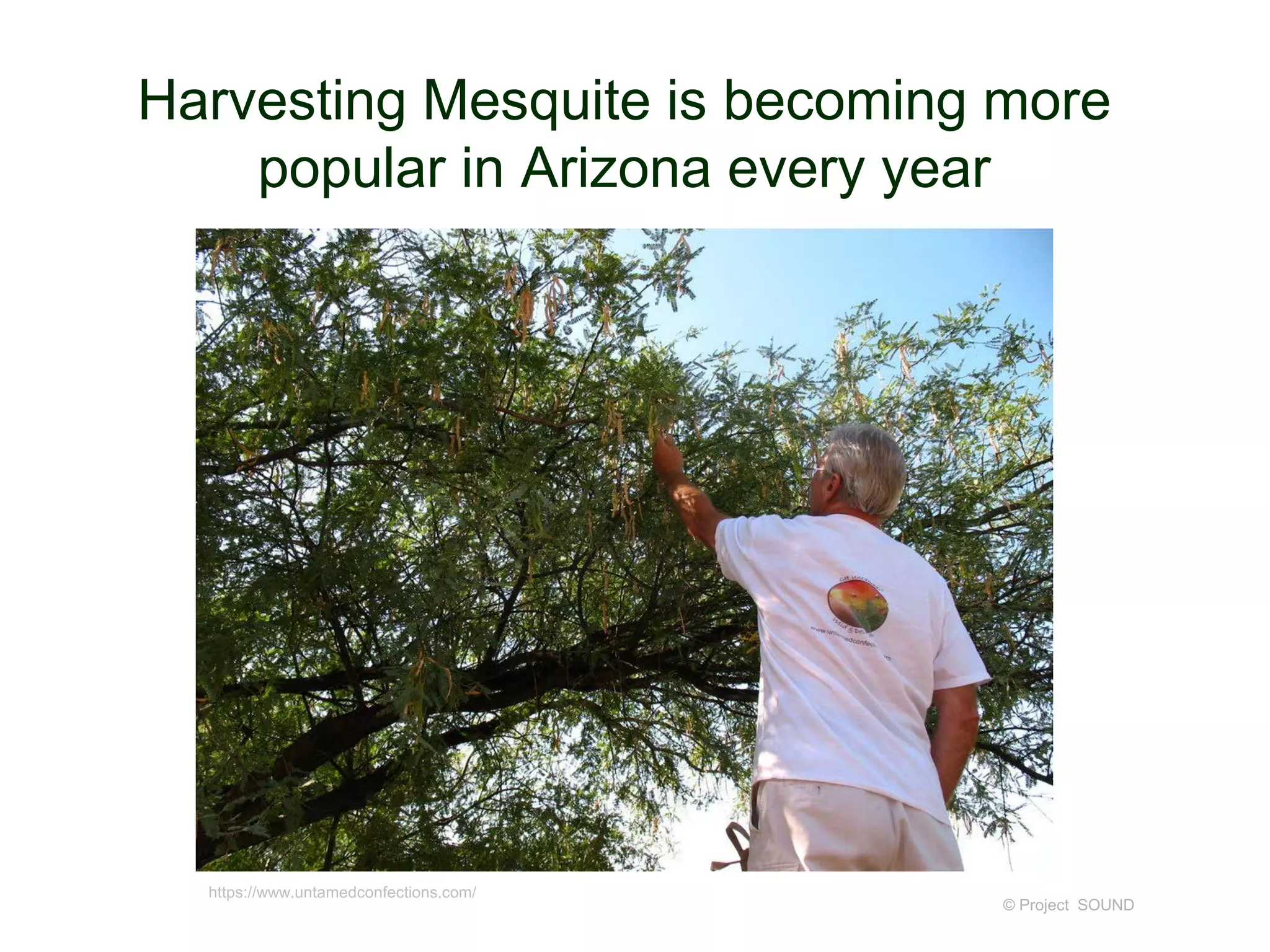 Harvesting Mesquite is becoming more
popular in Arizona every year
© Project SOUND
https://www.untamedconfections.com/
 