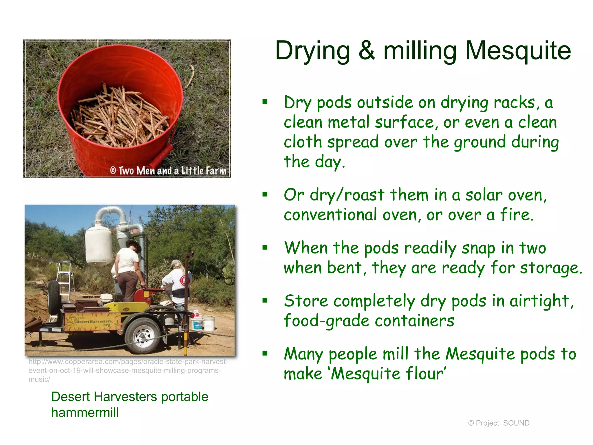 Drying & milling Mesquite
 Dry pods outside on drying racks, a
clean metal surface, or even a clean
cloth spread over the ground during
the day.
 Or dry/roast them in a solar oven,
conventional oven, or over a fire.
 When the pods readily snap in two
when bent, they are ready for storage.
 Store completely dry pods in airtight,
food-grade containers
 Many people mill the Mesquite pods to
make ‘Mesquite flour’
© Project SOUND
http://www.copperarea.com/pages/oracle-state-park-harvest-
event-on-oct-19-will-showcase-mesquite-milling-programs-
music/
Desert Harvesters portable
hammermill
 