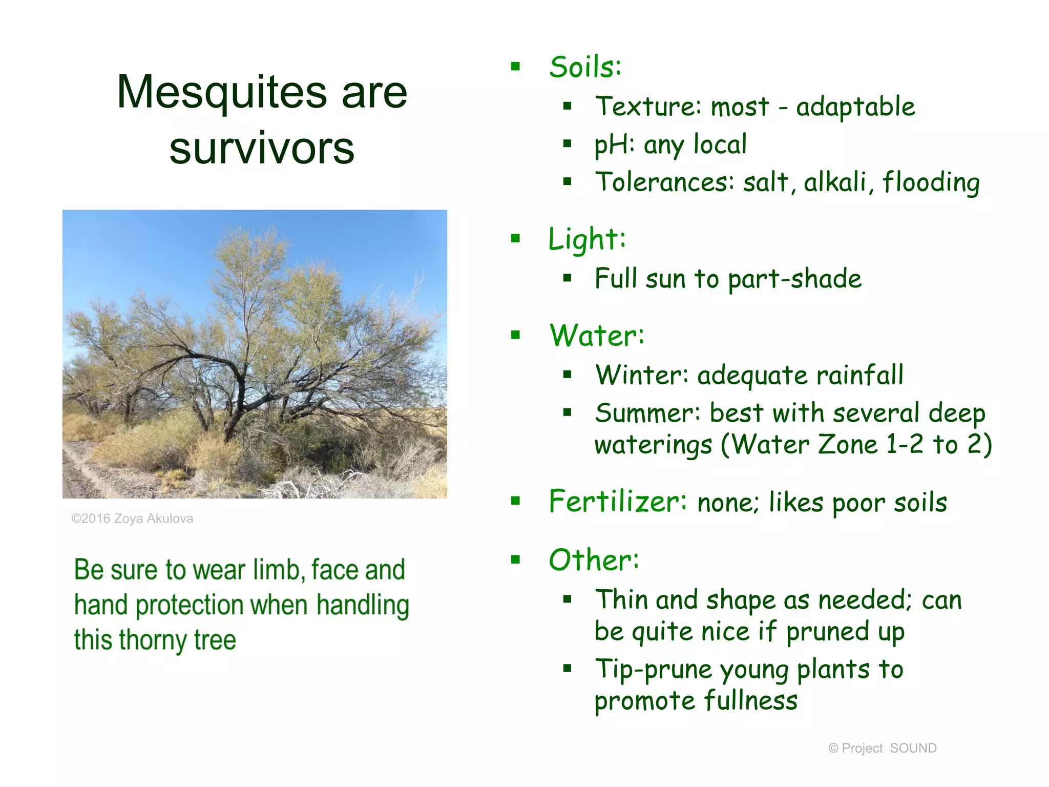 © Project SOUND
Mesquites are
survivors
 Soils:
 Texture: most - adaptable
 pH: any local
 Tolerances: salt, alkali, flooding
 Light:
 Full sun to part-shade
 Water:
 Winter: adequate rainfall
 Summer: best with several deep
waterings (Water Zone 1-2 to 2)
 Fertilizer: none; likes poor soils
 Other:
 Thin and shape as needed; can
be quite nice if pruned up
 Tip-prune young plants to
promote fullness
©2016 Zoya Akulova
 