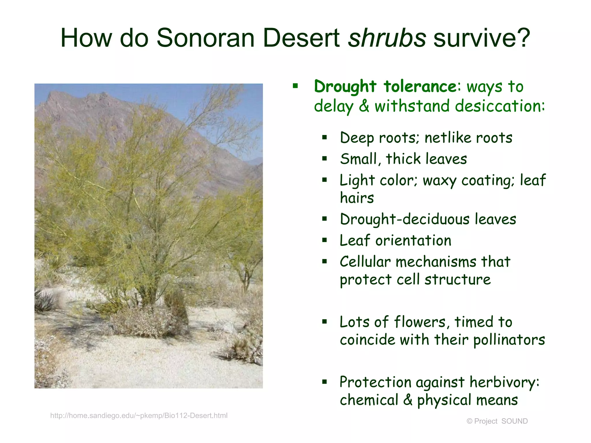  Drought tolerance: ways to
delay & withstand desiccation:
 Deep roots; netlike roots
 Small, thick leaves
 Light color; waxy coating; leaf
hairs
 Drought-deciduous leaves
 Leaf orientation
 Cellular mechanisms that
protect cell structure
 Lots of flowers, timed to
coincide with their pollinators
 Protection against herbivory:
chemical & physical means
© Project SOUND
http://home.sandiego.edu/~pkemp/Bio112-Desert.html
How do Sonoran Desert shrubs survive?
 