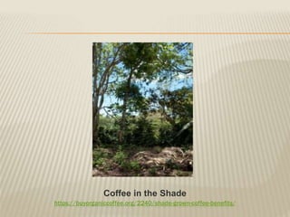 https://buyorganiccoffee.org/2240/shade-grown-coffee-benefits/
Coffee in the Shade
 