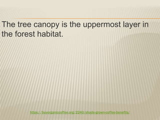 https://buyorganiccoffee.org/2240/shade-grown-coffee-benefits/
The tree canopy is the uppermost layer in
the forest habitat.
 