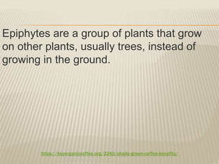 https://buyorganiccoffee.org/2240/shade-grown-coffee-benefits/
Epiphytes are a group of plants that grow
on other plants, usually trees, instead of
growing in the ground.
 