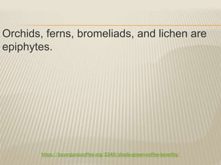 https://buyorganiccoffee.org/2240/shade-grown-coffee-benefits/
Orchids, ferns, bromeliads, and lichen are
epiphytes.
 