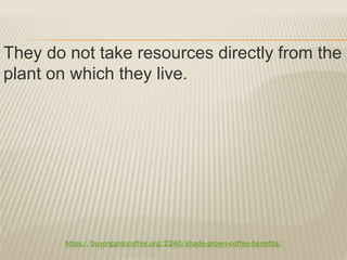 https://buyorganiccoffee.org/2240/shade-grown-coffee-benefits/
They do not take resources directly from the
plant on which they live.
 