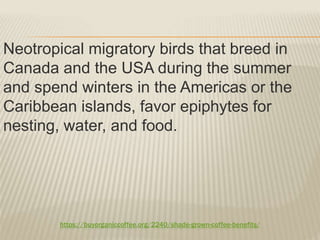 https://buyorganiccoffee.org/2240/shade-grown-coffee-benefits/
Neotropical migratory birds that breed in
Canada and the USA during the summer
and spend winters in the Americas or the
Caribbean islands, favor epiphytes for
nesting, water, and food.
 