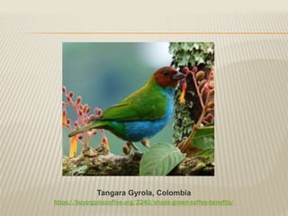 https://buyorganiccoffee.org/2240/shade-grown-coffee-benefits/
Tangara Gyrola, Colombia
 