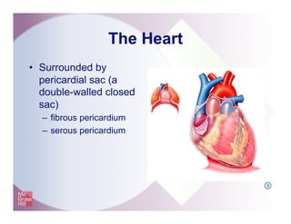 The Heart
•  Surrounded by
pericardial sac (a
double-walled closed
sac)
–  fibrous pericardium
–  serous pericardium
I
 
