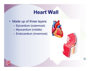 Heart Wall
•  Made up of three layers
–  Epicardium (outermost)
–  Myocardium (middle)
–  Endocardium (innermost)
I
 