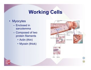 Working Cells
•  Myocytes
–  Enclosed in
sarcolemma
–  Composed of two
protein filaments
•  Actin (thin)
•  Myosin (thick)
I
A
 