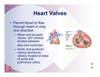 Heart Valves
•  Permit blood to flow
through heart in only
one direction
–  Mitral and bicuspid
valves (AV valves)
located between
atria and ventricles
–  Aortic and pulmonic
valves (semilunar
valves) located at base
of aorta and
pulmonary artery I
A
 