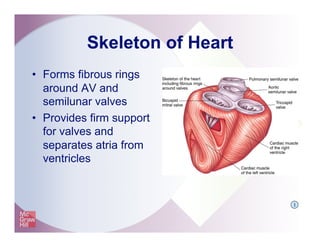 Skeleton of Heart
•  Forms fibrous rings
around AV and
semilunar valves
•  Provides firm support
for valves and
separates atria from
ventricles
I
 