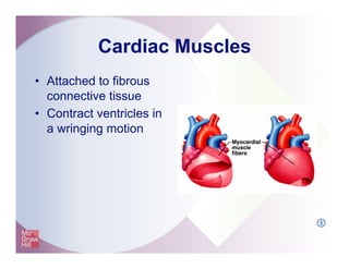 Cardiac Muscles
•  Attached to fibrous
connective tissue
•  Contract ventricles in
a wringing motion
I
 