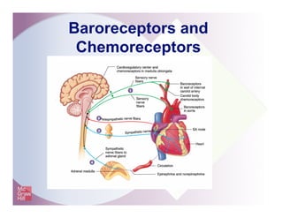 Baroreceptors and
Chemoreceptors
 