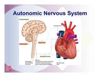 Autonomic Nervous System
 