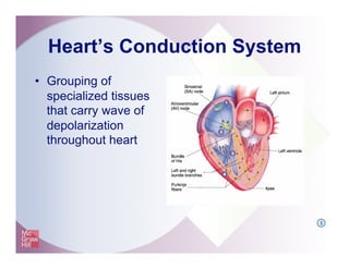 Heart’s Conduction System
•  Grouping of
specialized tissues
that carry wave of
depolarization
throughout heart
I
 