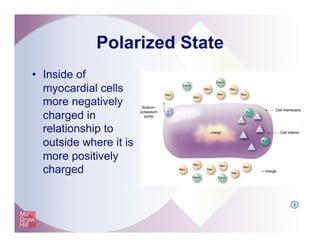 Polarized State
•  Inside of
myocardial cells
more negatively
charged in
relationship to
outside where it is
more positively
charged
I
 