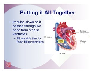 Putting it All Together
•  Impulse slows as it
passes through AV
node from atria to
ventricles
–  Allows atria time to
finish filling ventricles
 